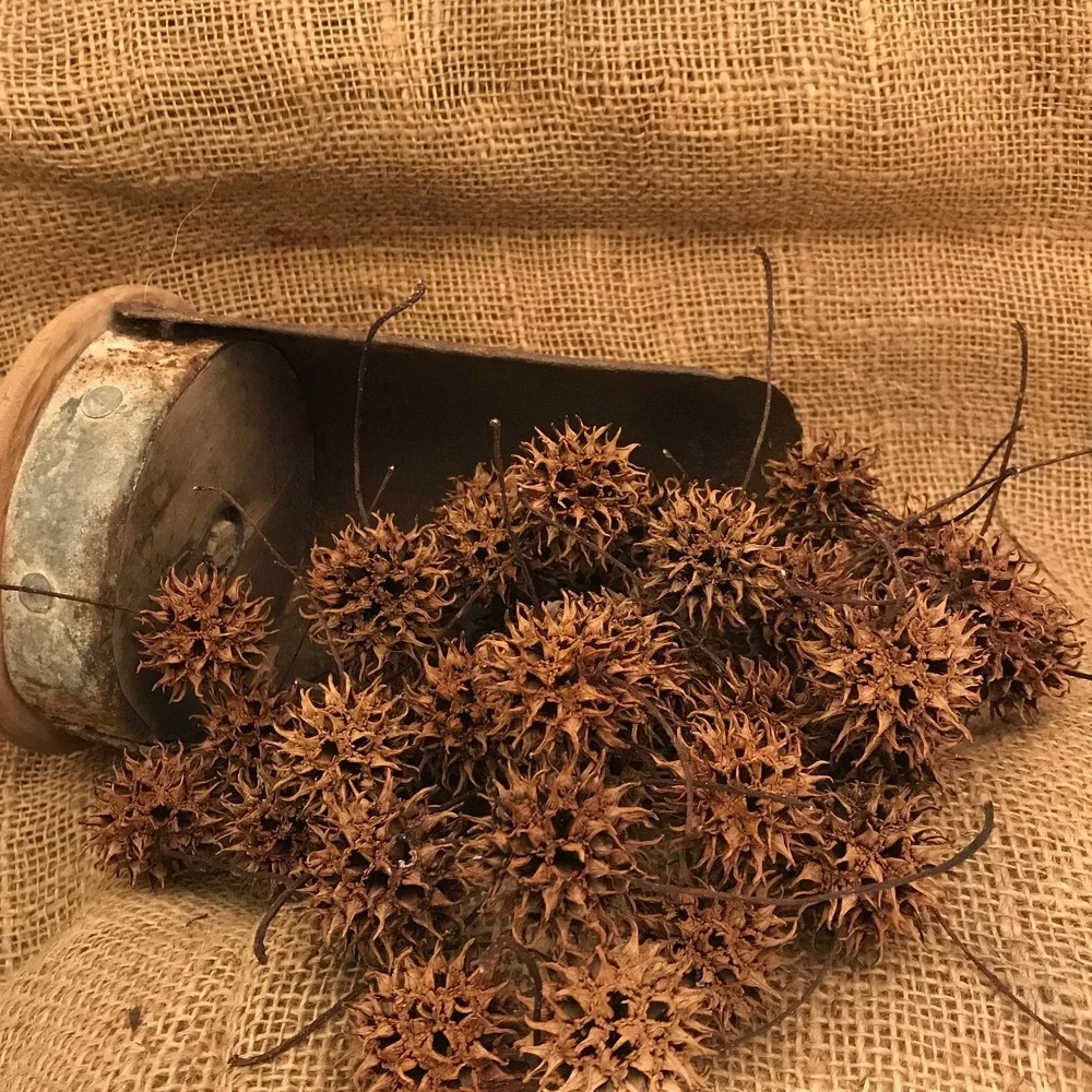 Sweet Gum Balls Witches Burrs North Georgia Crafts‎ Decoration Cleaned Dried 50